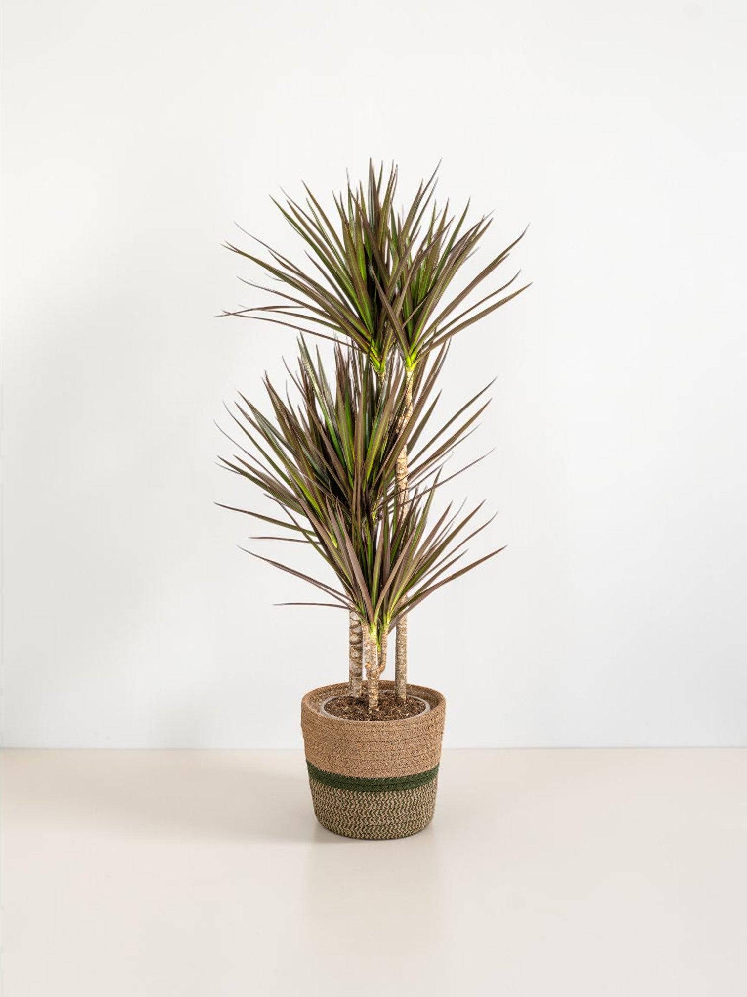 La Green Touch - Dracaena Marginata Magenta - H110cm - Image 1
