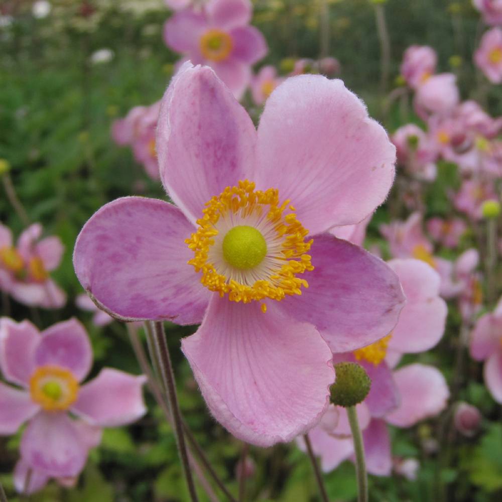 Promesse de Fleurs - Anémone japonaise Little Princess - Anemone hupehensis japonica Godet de 8/9 cm