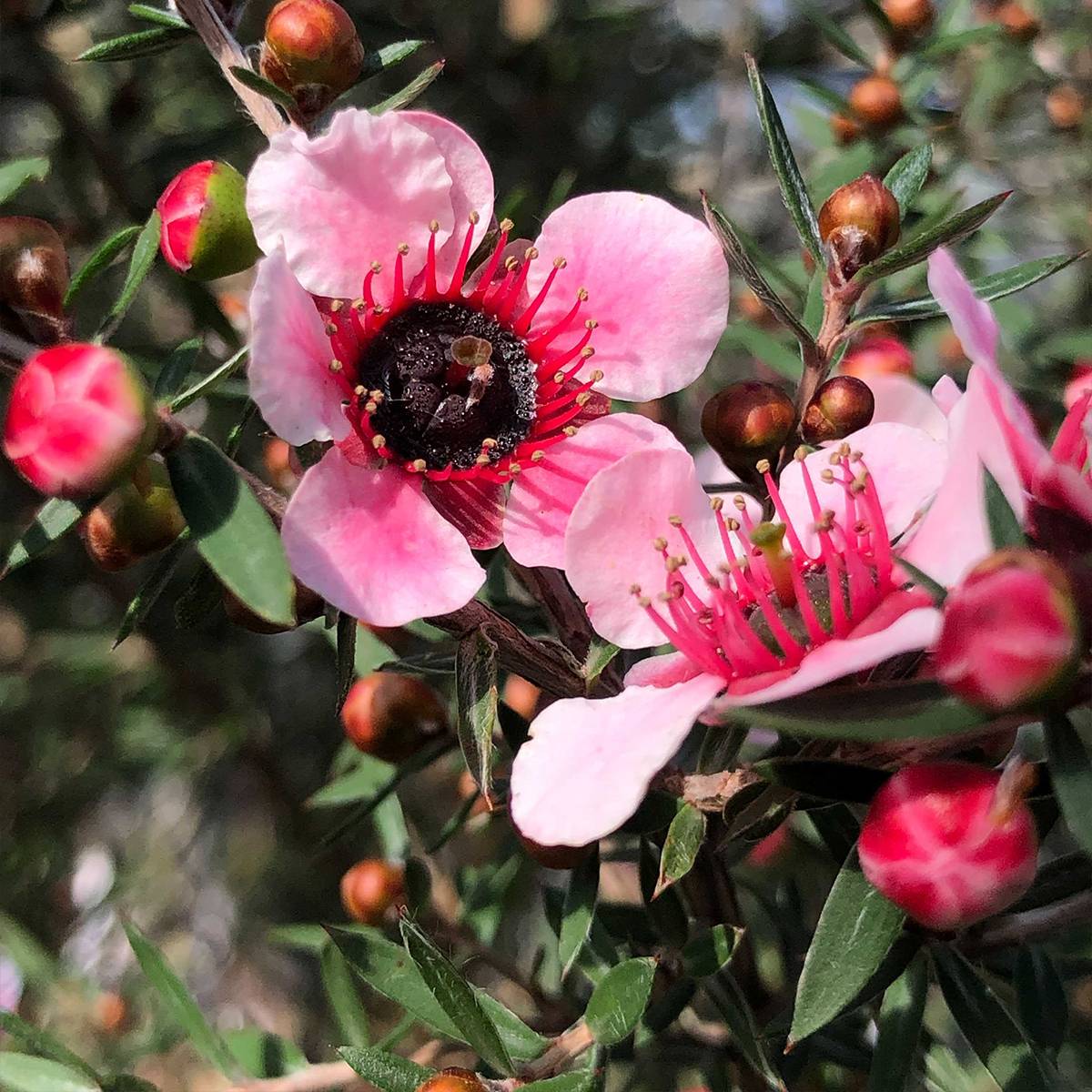 Promesse de Fleurs - Leptospermum  scoparium Martini - Arbre à thé Pot de 2L/3L - Image 1