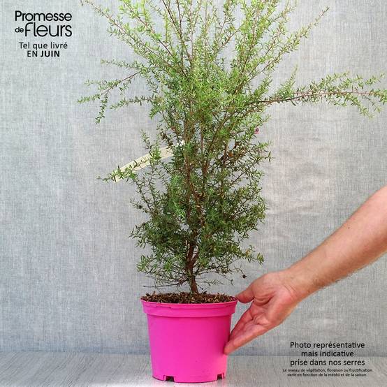 Promesse de Fleurs - Leptospermum scoparium Martini - Arbre à thé Pot de 2L/3L - Image 2