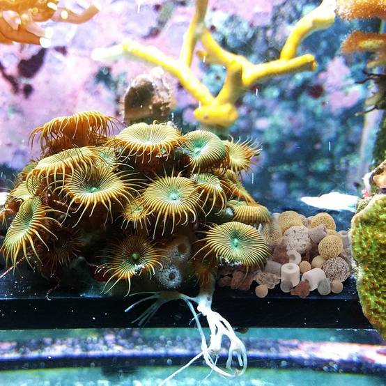 Médias Filtre Aquarium 15 en 1 - 500g DtopbuyAge - Image 3