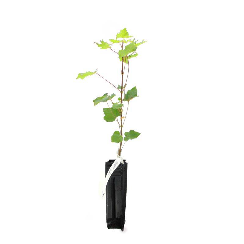 Érable à feuilles d'obier (Acer opalus) - Godet - Taille 20/40cm - Pépinières Naudet - Imagen 2