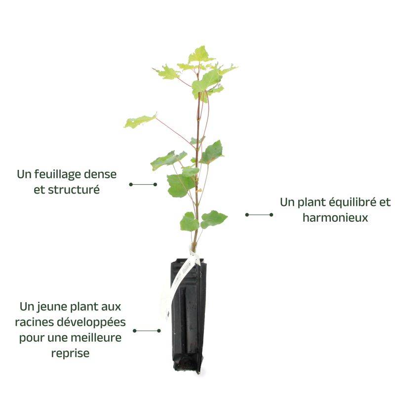 Érable à feuilles d'obier (Acer opalus) - Godet - Taille 20/40cm - Pépinières Naudet - Imagen 3