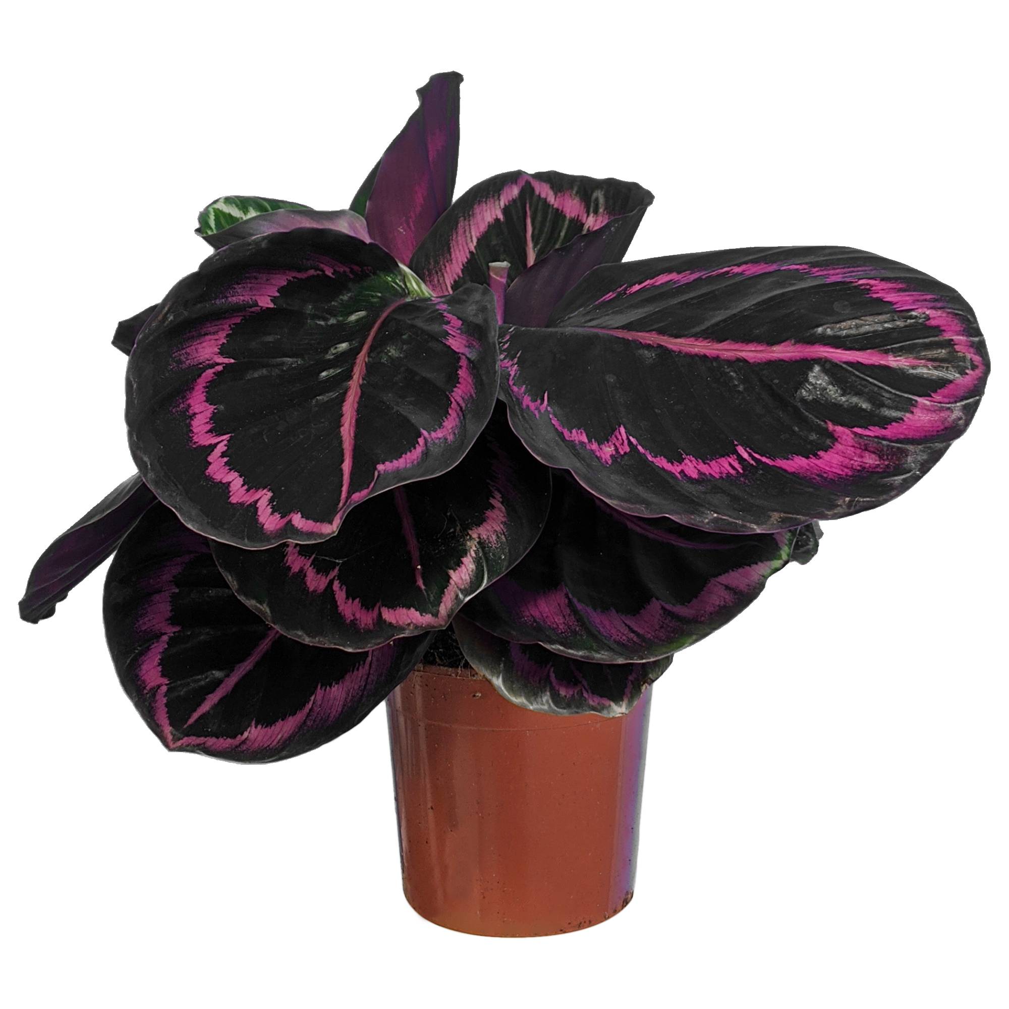 Gardenersdream - Plante D'Intérieur Calathea Surprise Star Pour La Maison Ou Le Bureau (Pot De 25-35 Cm) - GardenersDream - Imagen 2
