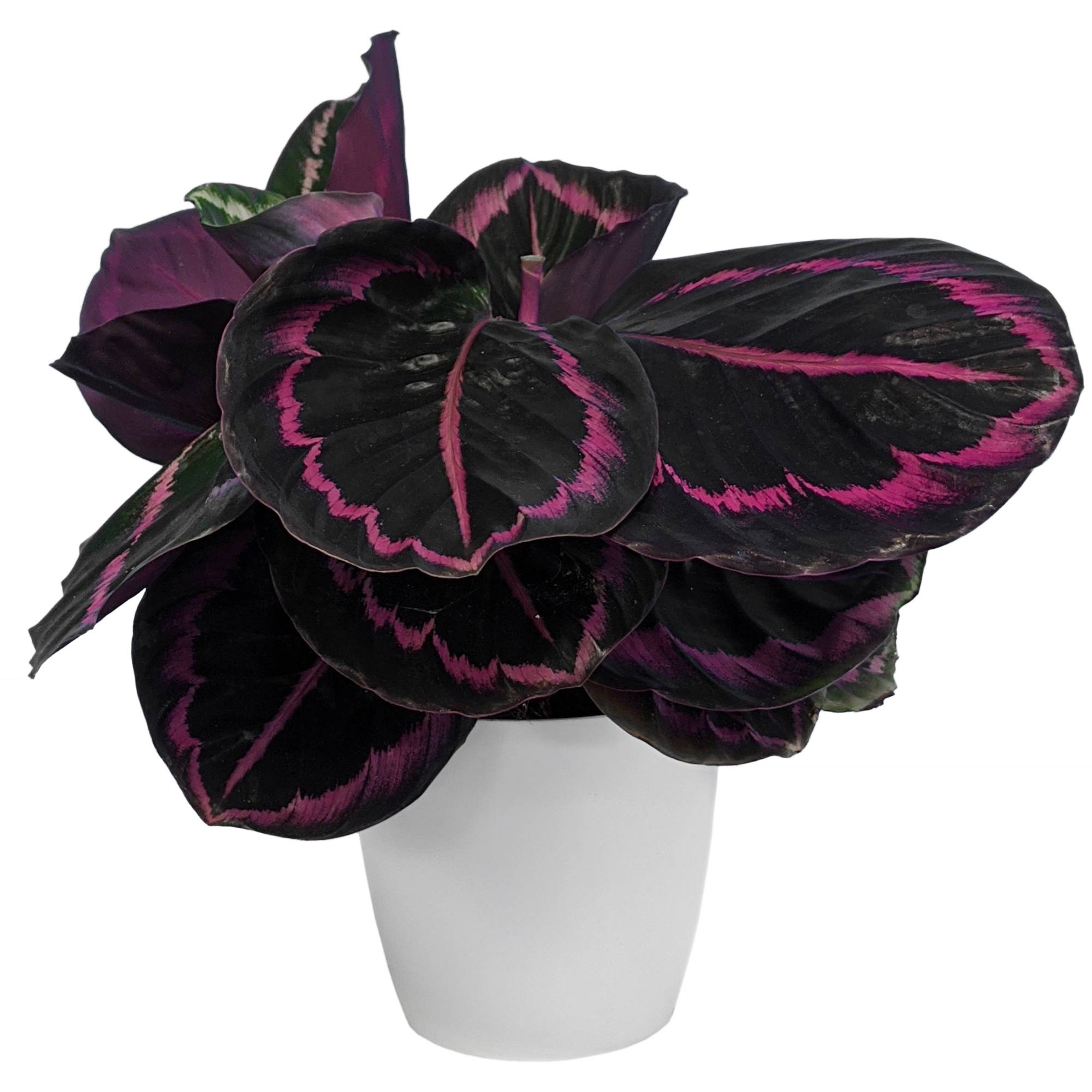 Gardenersdream - Plante D'Intérieur Calathea Surprise Star Pour La Maison Ou Le Bureau (Pot De 25-35 Cm) - GardenersDream - Imagen 1