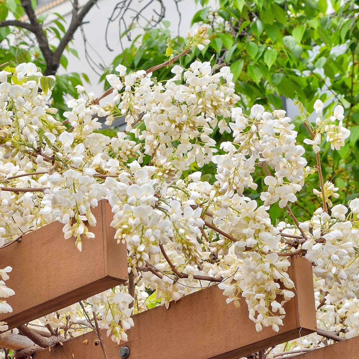 Promesse de Fleurs - Glycine - Wisteria brachybotrys White Silk Pot de 4L/5L
