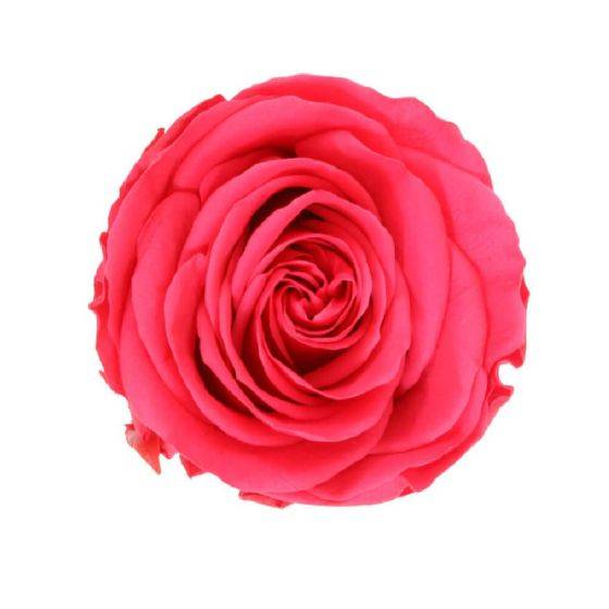 Naturalys - Naturalys - Rosa en tallo estabilizada Color fucsia - Imagen 2