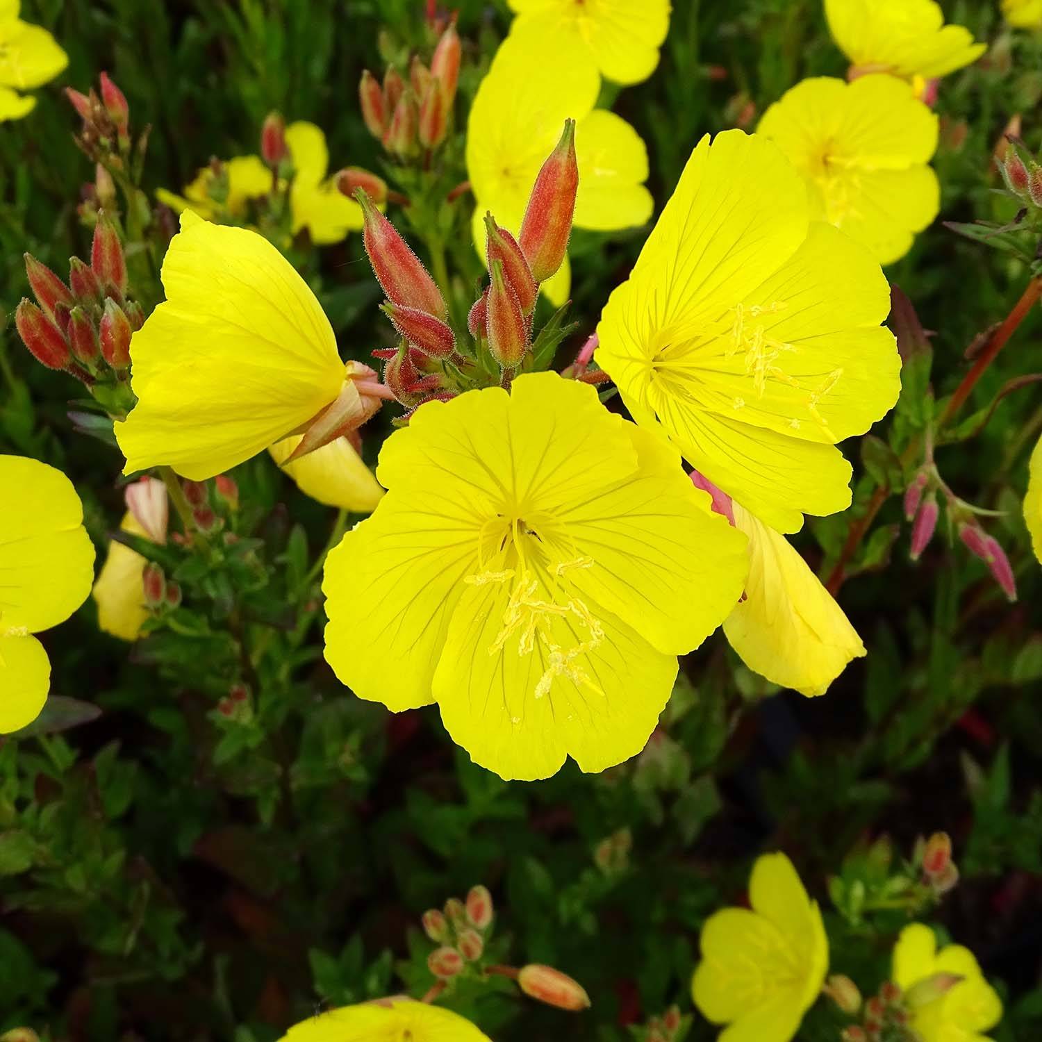 Oenothera fruticosa Hohes Licht - Onagre  Godet de 8/9 cm
