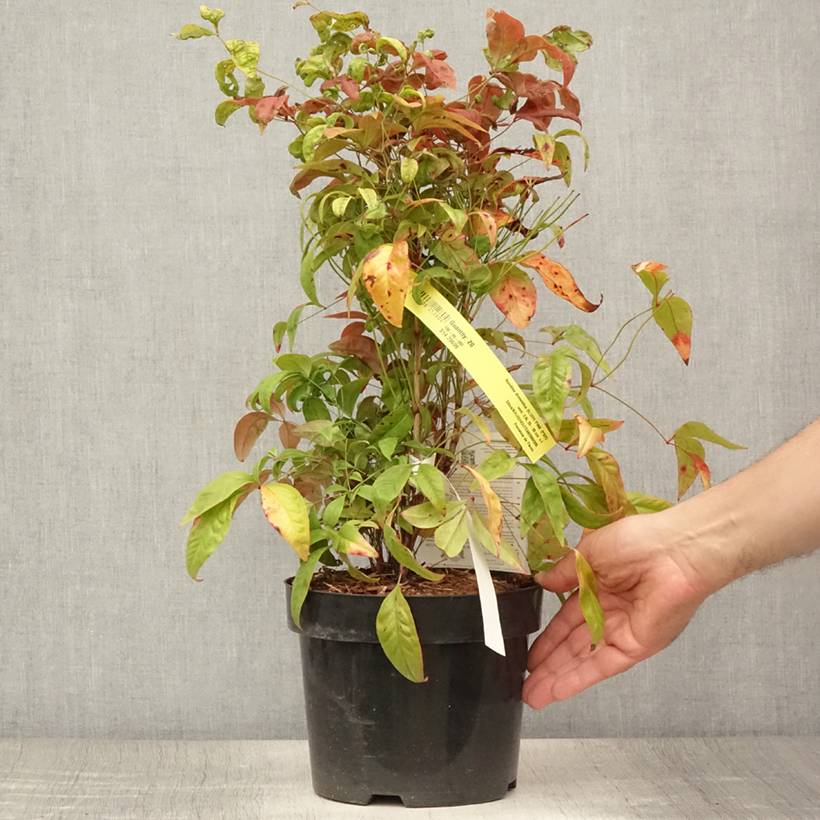 Bambou sacré - Nandina domestica Blush Pink Pot de 2L/3L - Image 2