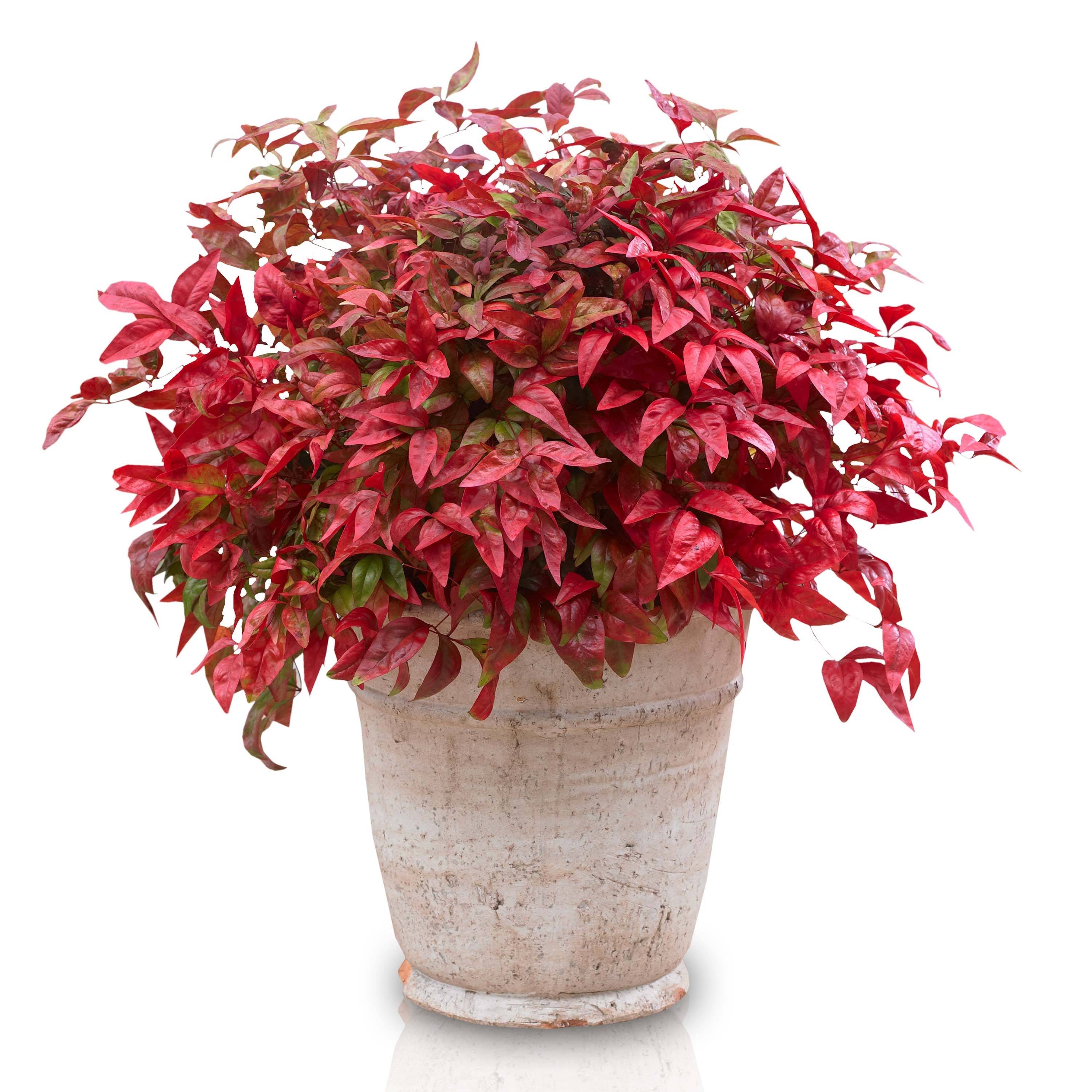 Bambou sacré - Nandina domestica Blush Pink Pot de 2L/3L - Image 1