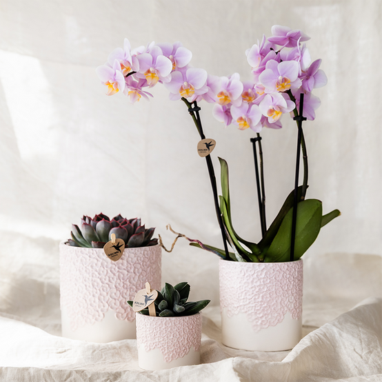 Cache-pot céramique en relief floral - courbes douces et coloris tendres - Pot de 12cm - rose - Image 2