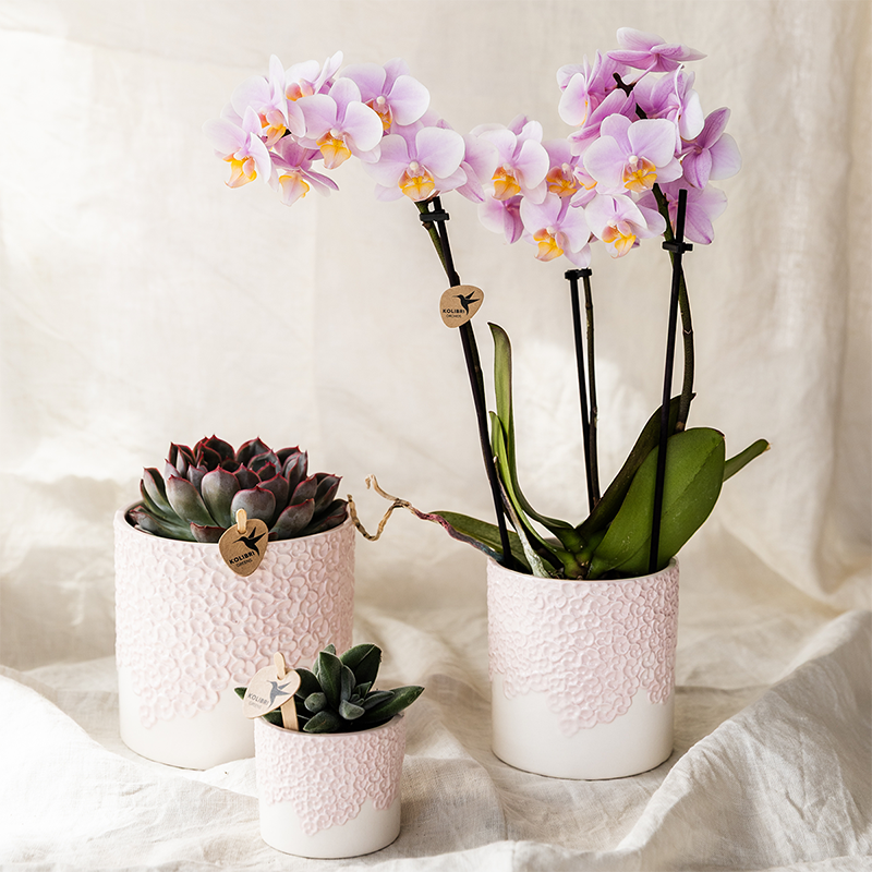Cache-pot céramique en relief floral - courbes douces et coloris tendres - Pot de 12cm - rose - Image 5