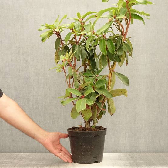 Rhododendron Halfdan Lem Pot de 4L/5L - Image 2