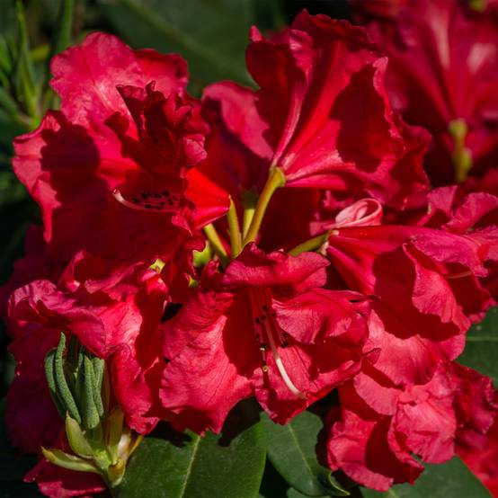 Rhododendron Halfdan Lem Pot de 4L/5L - Image 1