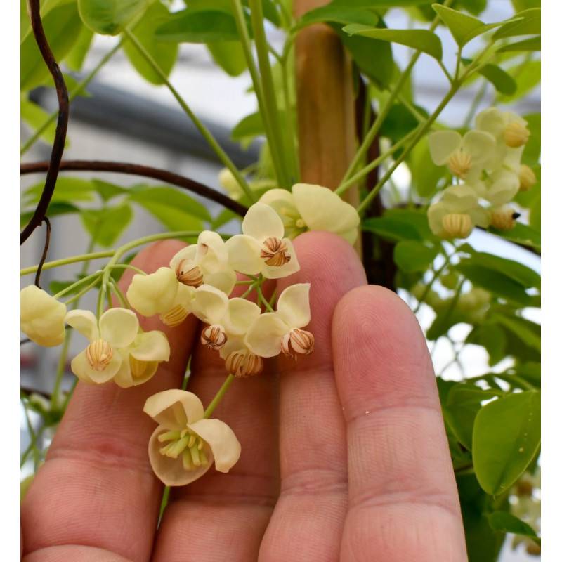 Akebie quinata Shirobana, Akebia à fleurs Blanche - feuillage Semi-Persistant - Godet - 5/20 cm-  hauteur à maturité De 5,00 m à 10,00 m - Imagen 6