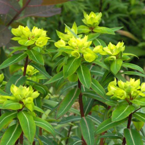 Euphorbe, Euphorbia Cornigera Godet de 8/9 cm