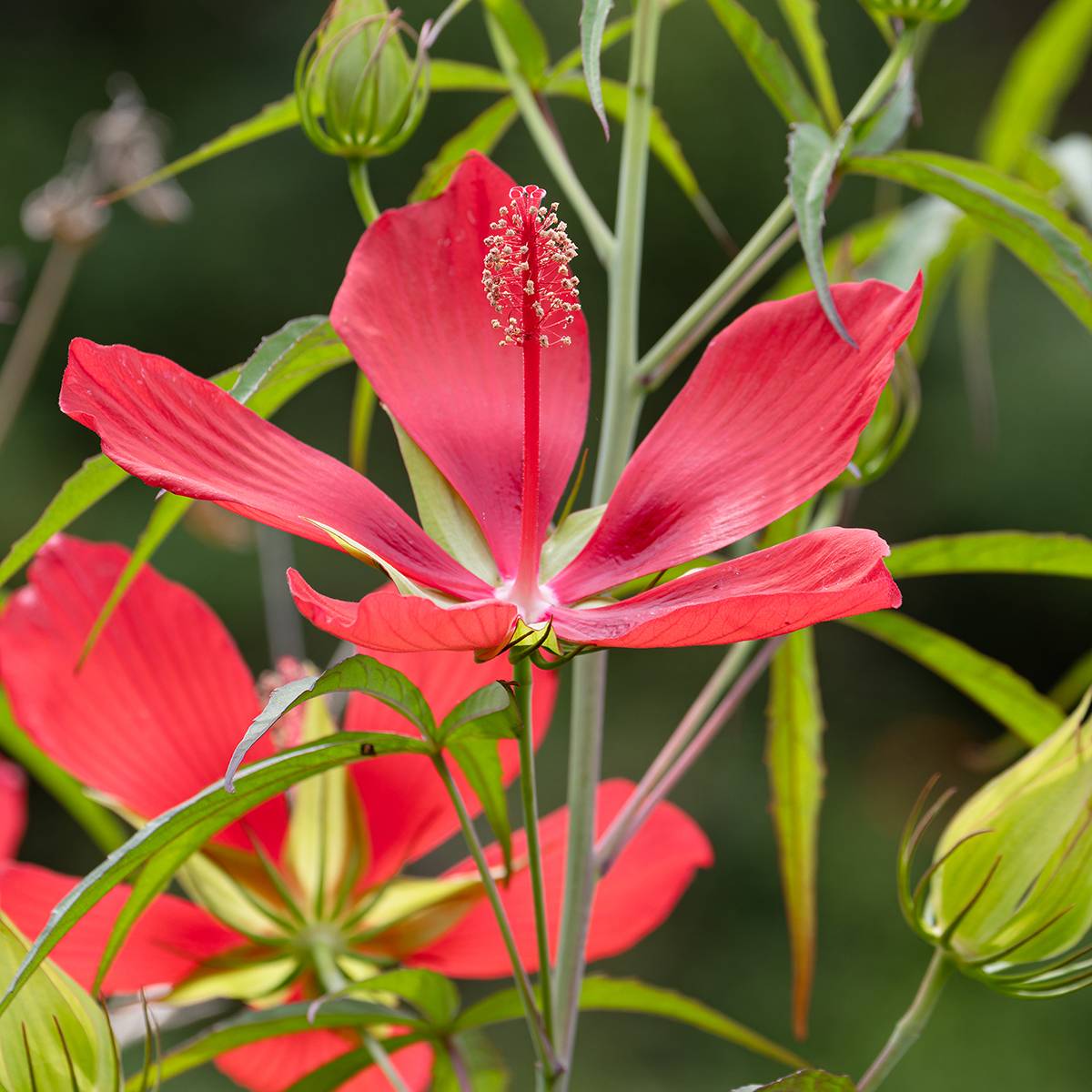 Promesse de Fleurs - Hibiscus coccineus - Ketmie écarlate - Étoile du Texas. Pot de 2L/3L - Image 1