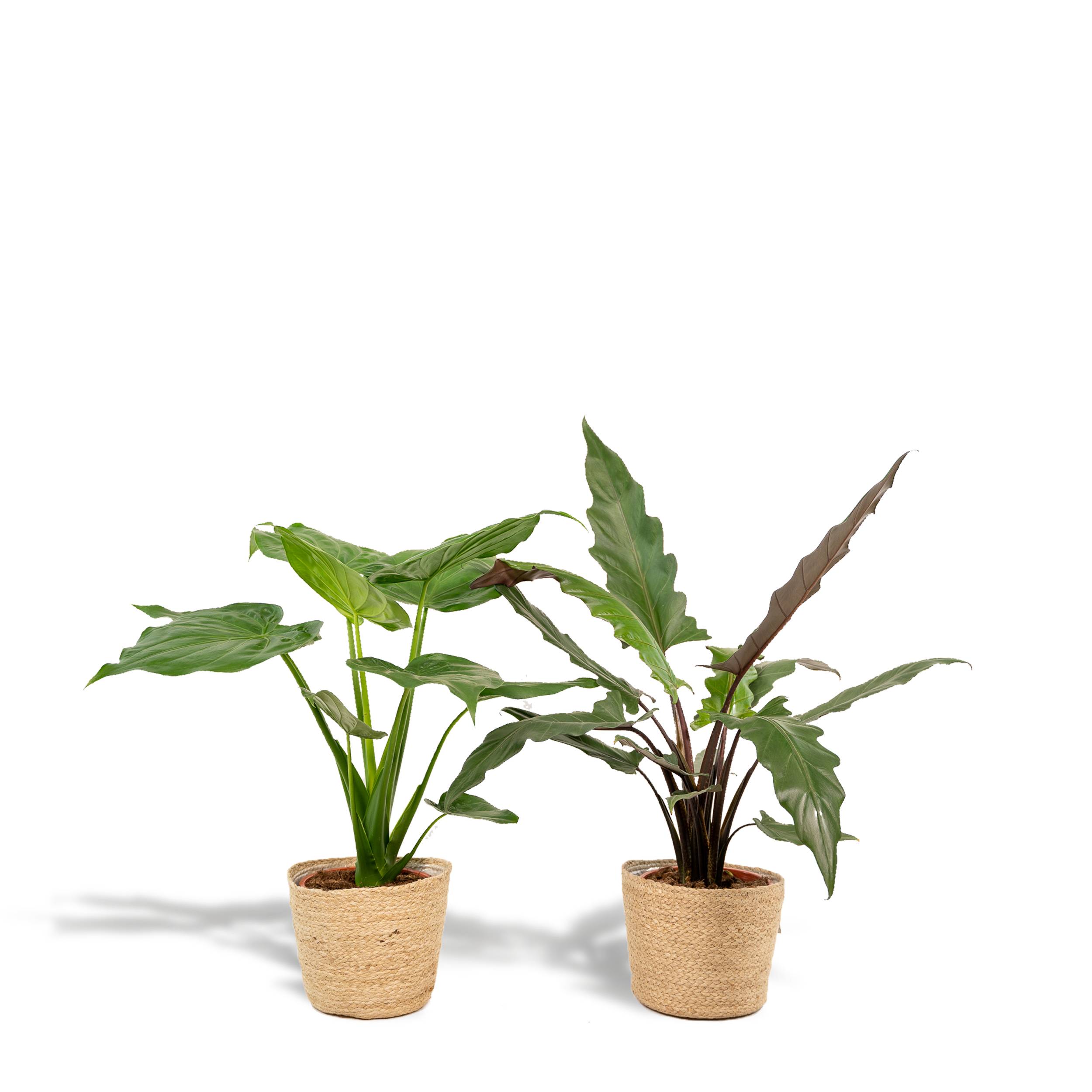 Alocasia Cucullata
