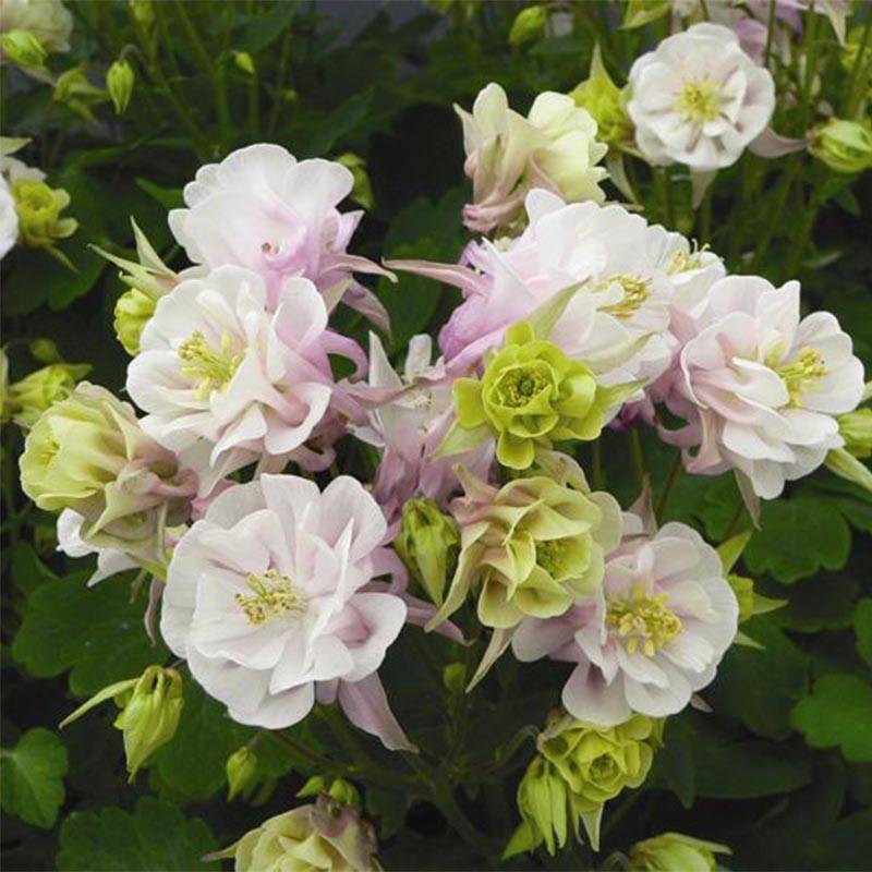 Promesse de Fleurs - Ancolie Winky Double Rose White - Aquilegia vulgaris Godet de 8/9 cm