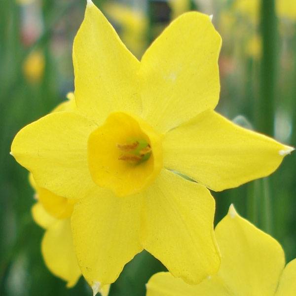 Promesse de Fleurs - Narcisse Baby Moon Bulbe calibre 8/10 (par 10)