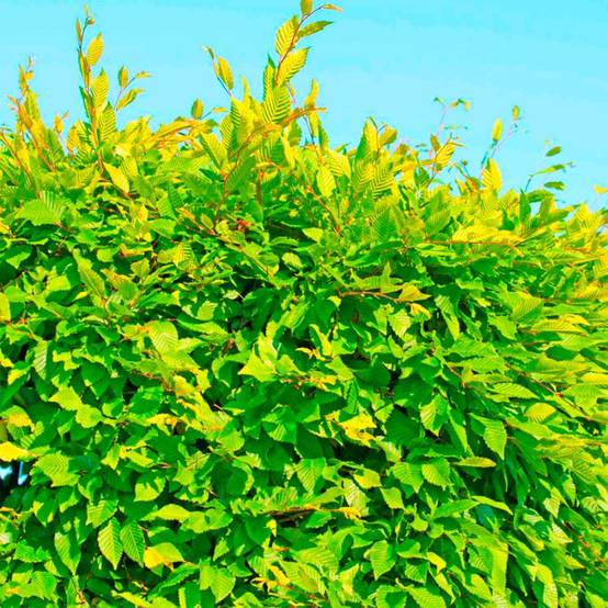 20 Charmes Commun (Carpinus Betulus) - Haie de Charmille - - Pépinières Naudet - Image 2