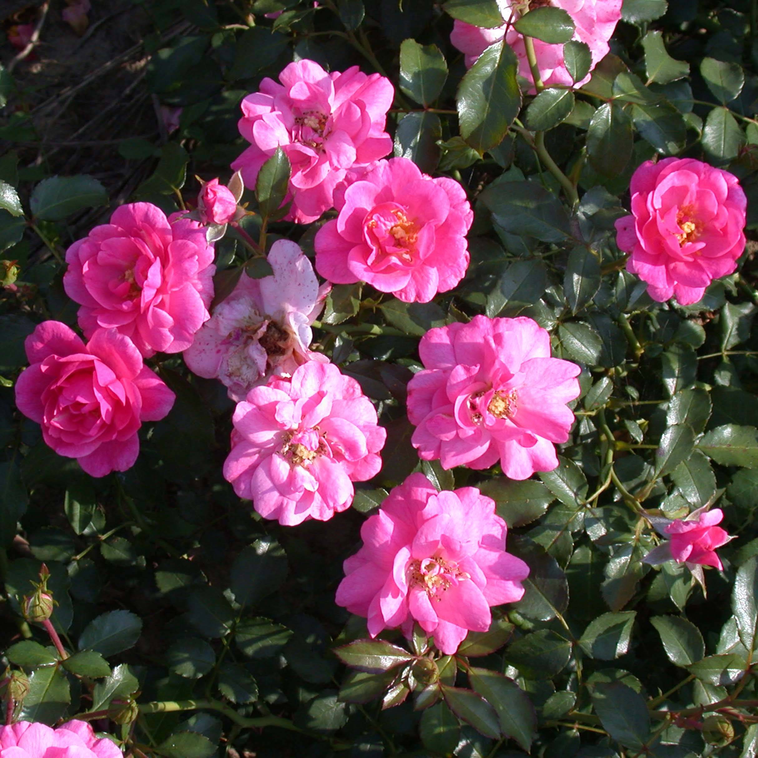 Rosier couvre-sol Mirato Racines nues en motte