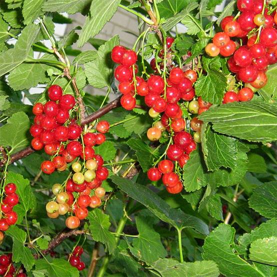 Promesse de Fleurs - Groseillier à grappes London Market Pot de 1,5L/2L