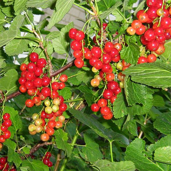 Promesse de Fleurs - Groseillier à grappes London Market Pot de 1,5L/2L