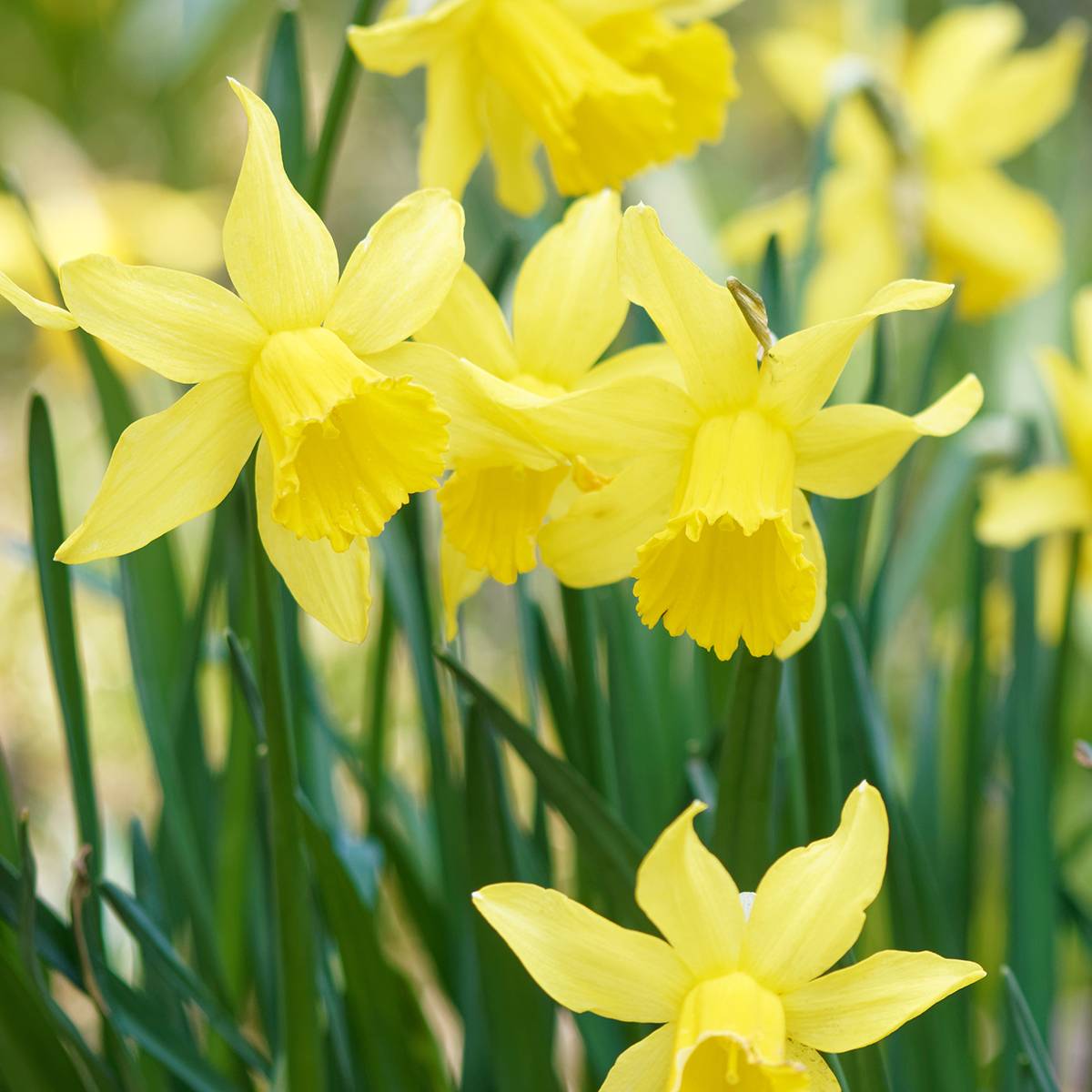 Promesse de Fleurs - Narcisse pseudonarcissus - Jonquille des Bois Bulbe calibre 4+ (par 10)