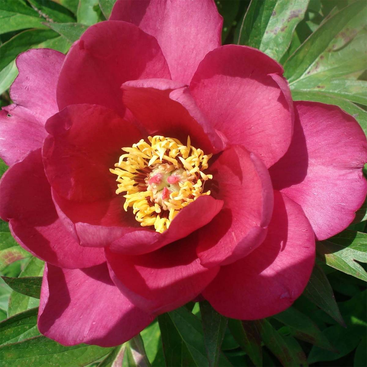 Promesse de Fleurs - Pivoine Itoh Pink Ardour - Paeonia Souche 3/5 yeux