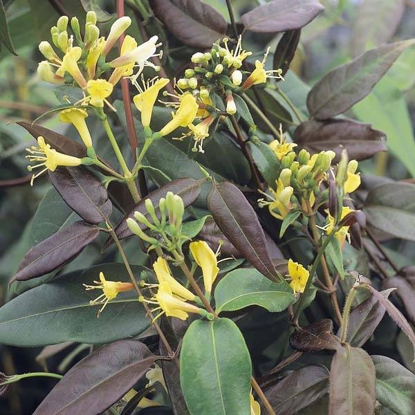 Chèvrefeuille de Henry - Lonicera henryi Copper Beauty Pot de 2L/3L