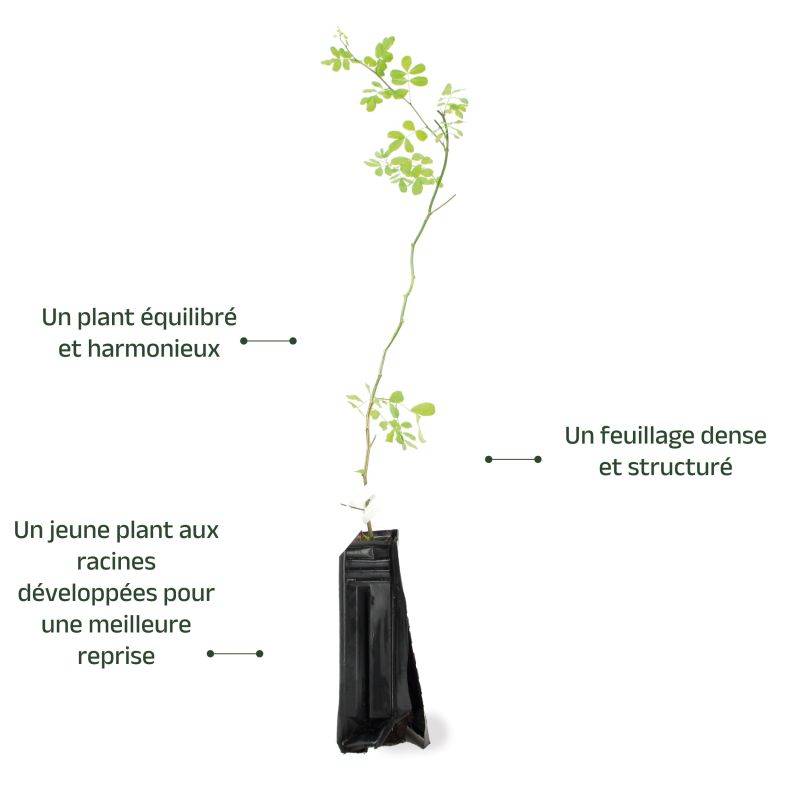 Coronille des jardins (Hippocrepis emerus) - Godet - Taille 30/50cm - Pépinières Naudet - Imagen 3