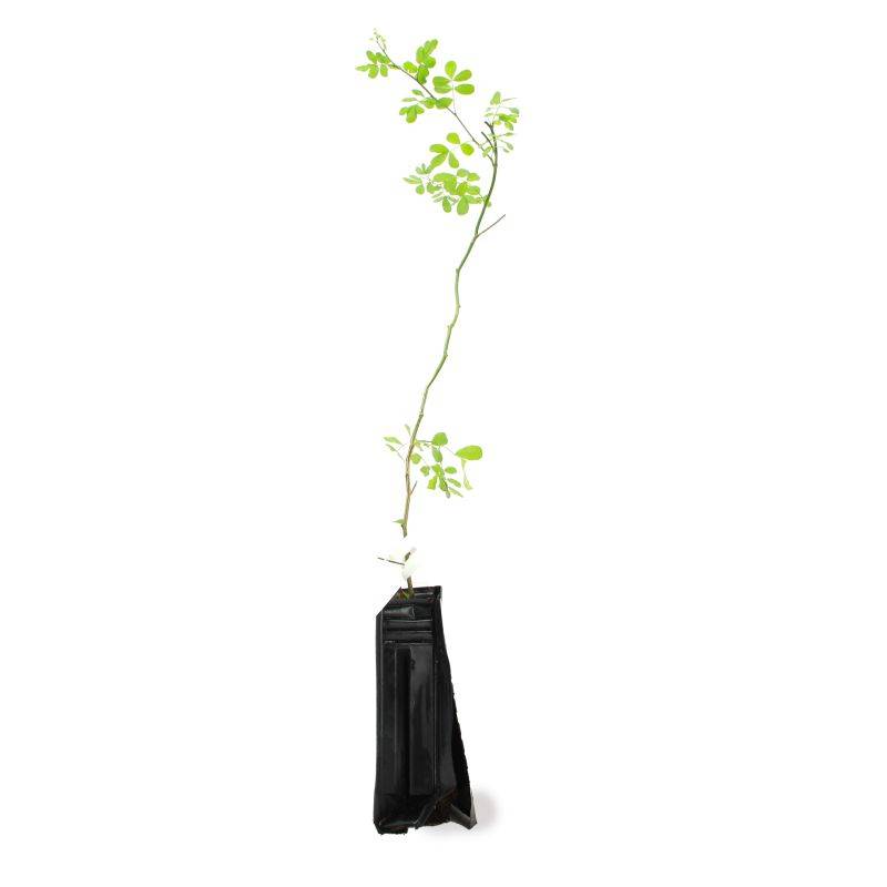 Coronille des jardins (Hippocrepis emerus) - Godet - Taille 30/50cm - Pépinières Naudet - Imagen 2