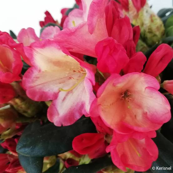 Promesse de Fleurs - Rhododendron yakushimanum Barbarella - Rhododendron nain Pot de 4L/5L - Image 1