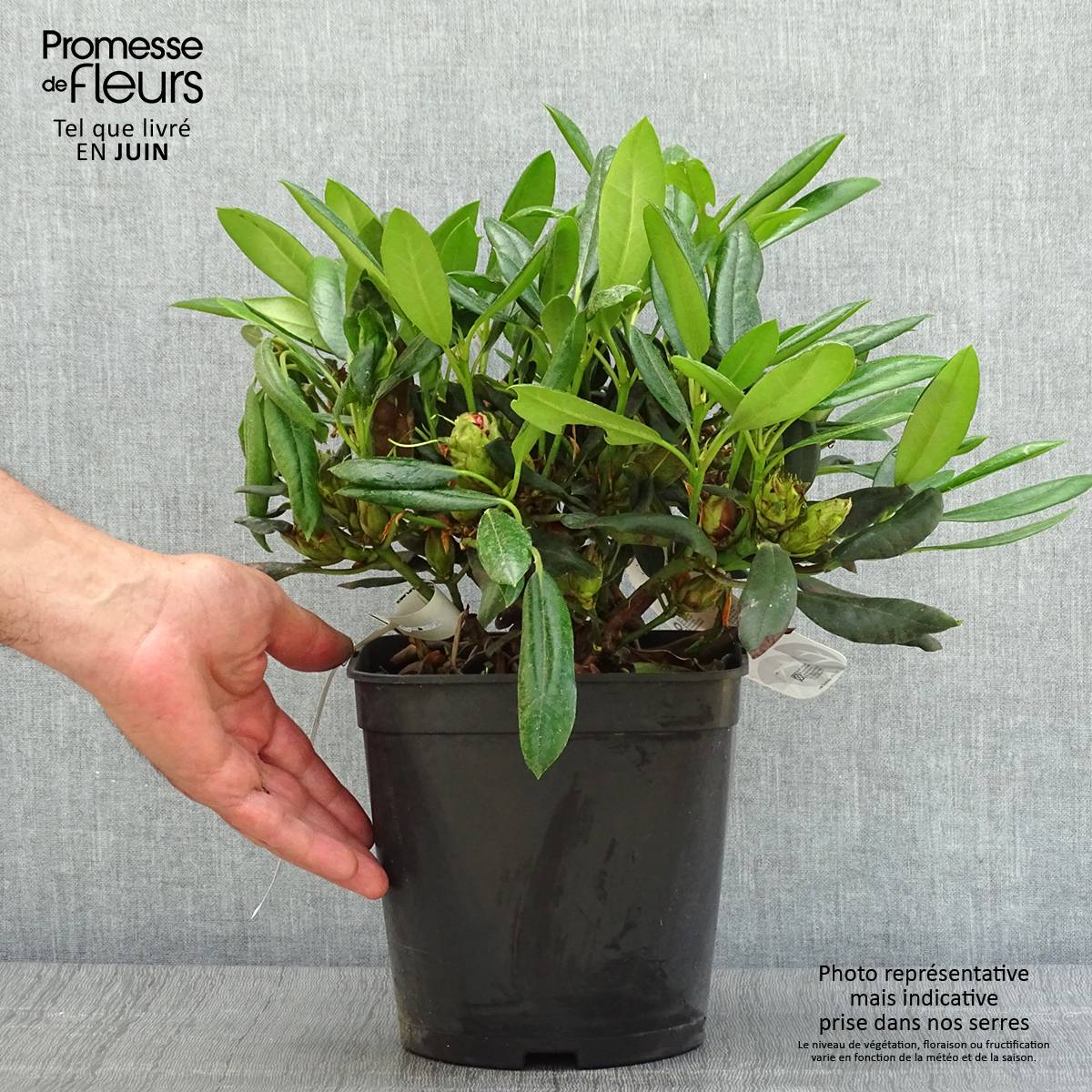 Promesse de Fleurs - Rhododendron yakushimanum Barbarella - Rhododendron nain Pot de 4L/5L - Image 2