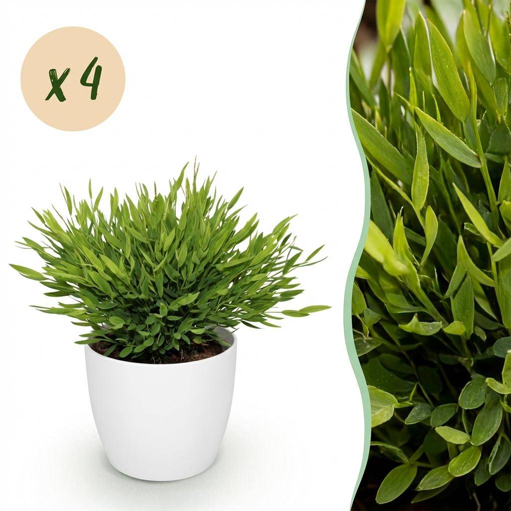 Bamusa Pogonatherum Monica - Pet-friendly - Bambou miniature - Pot de 12cm - Hauteur 20cm - 4 plantes - Blanc - Plantes d'intérieur