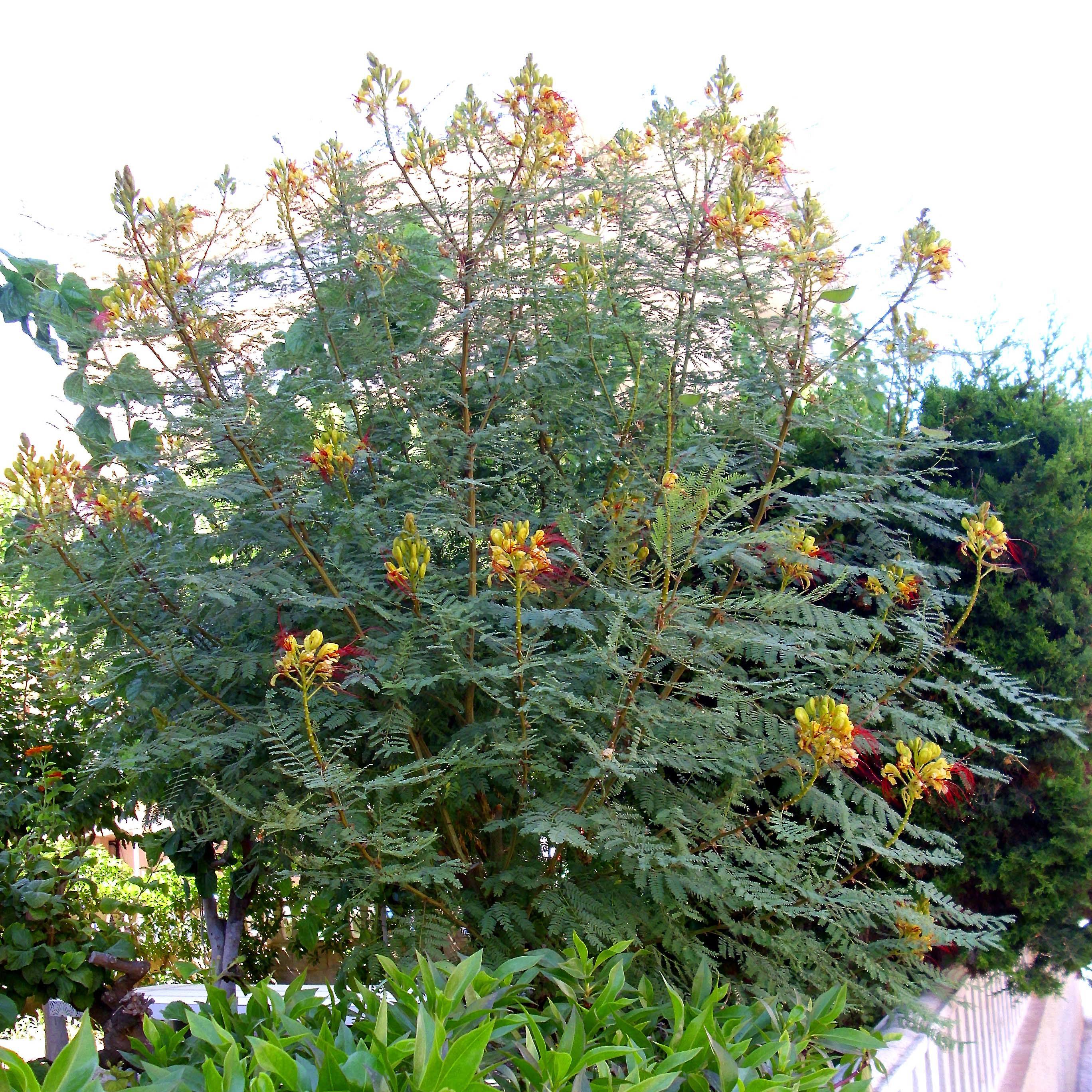 Caesalpinia gilliesii - Petit flamboyant Pot de 2L/3L - Image 1