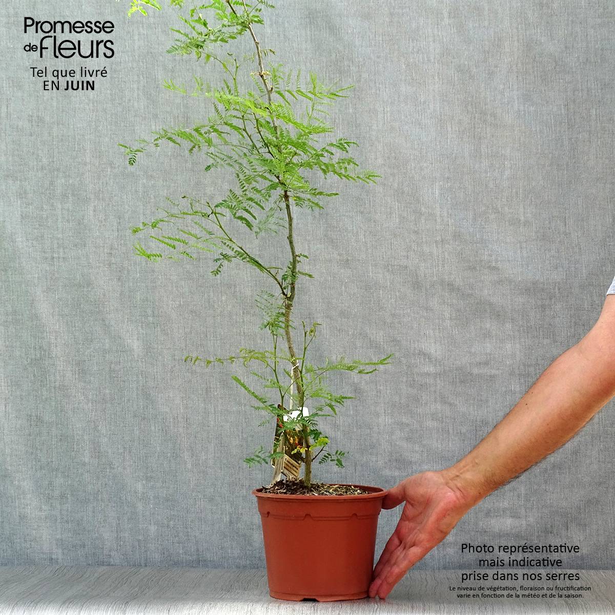 Caesalpinia gilliesii - Petit flamboyant Pot de 2L/3L - Image 2