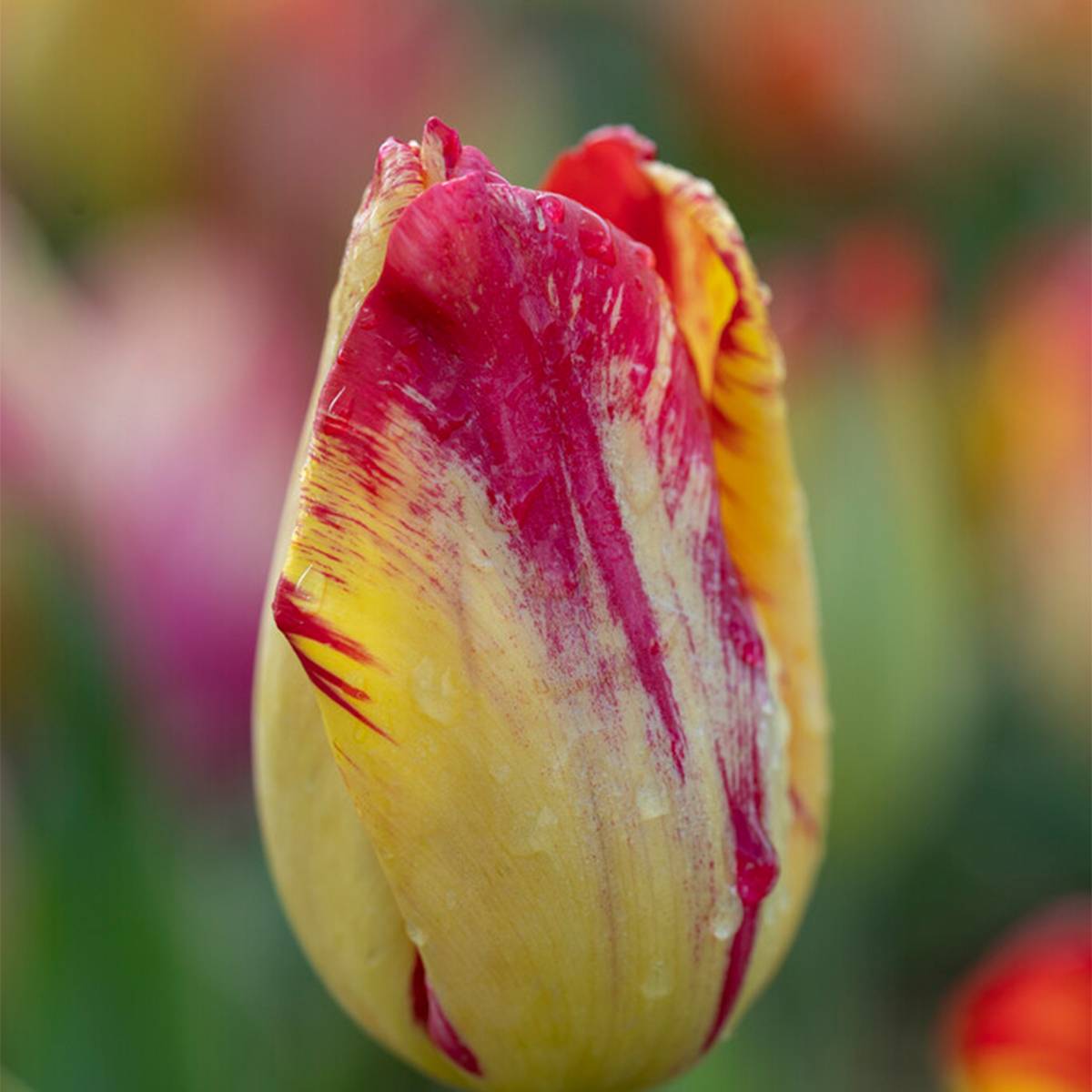 Mélange de 20 - Tulipa Rembrandt Mix - Bulbes de tulipes - Bulbes à fleurs - Floraison printanière - Image 7
