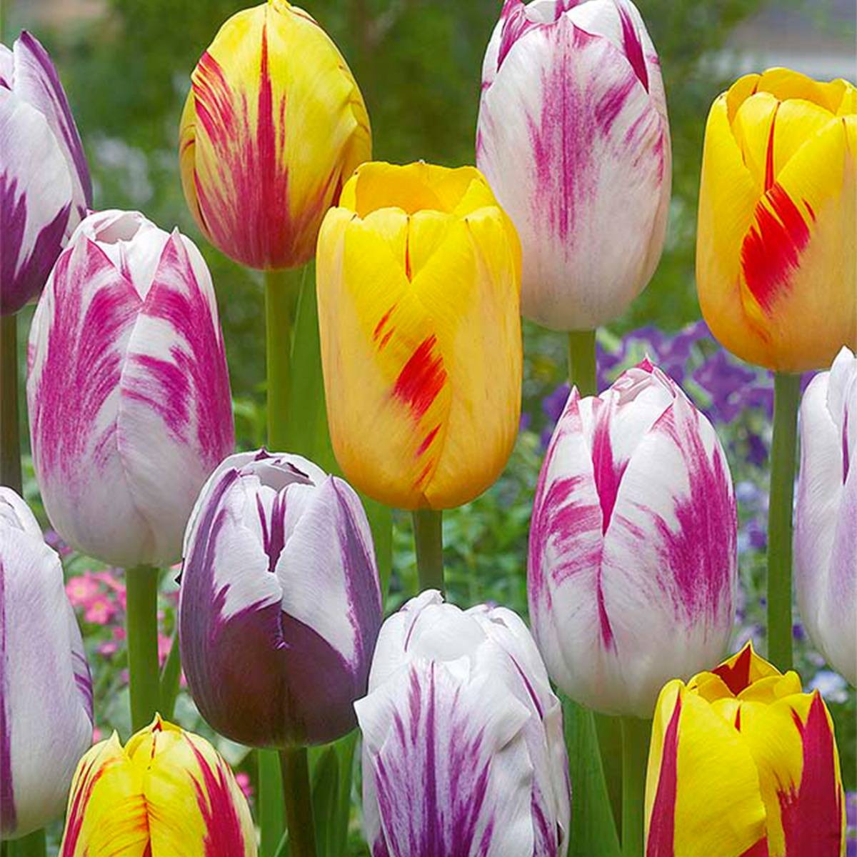 Mélange de 20 - Tulipa Rembrandt Mix - Bulbes de tulipes - Bulbes à fleurs - Floraison printanière - Image 1
