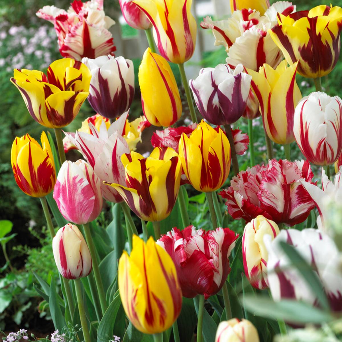 Mélange de 20 - Tulipa Rembrandt Mix - Bulbes de tulipes - Bulbes à fleurs - Floraison printanière - Image 6