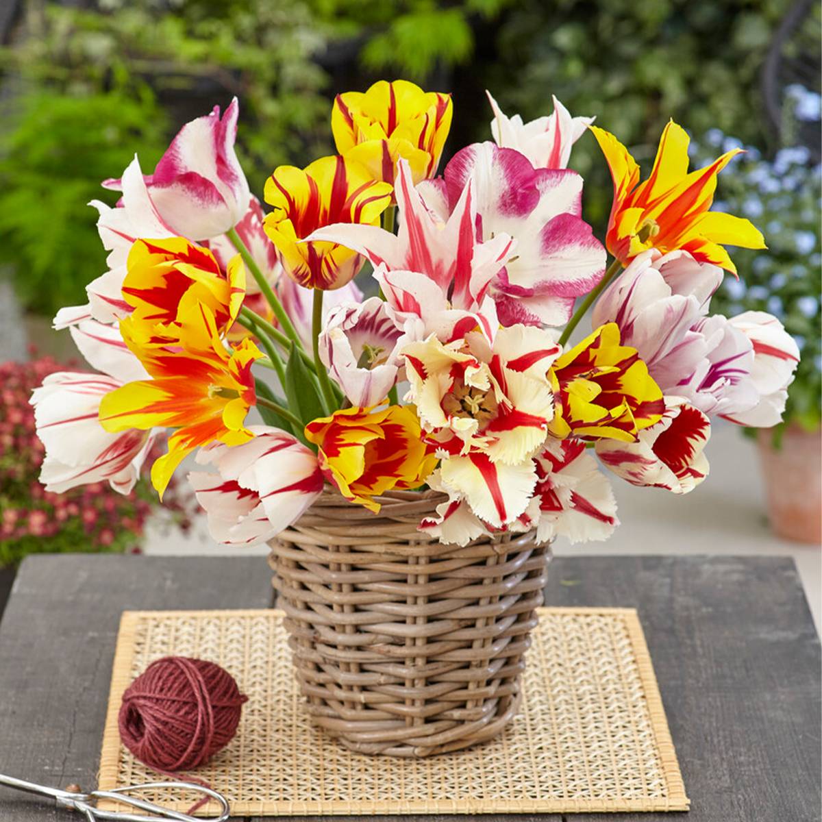 Mélange de 20 - Tulipa Rembrandt Mix - Bulbes de tulipes - Bulbes à fleurs - Floraison printanière - Image 4