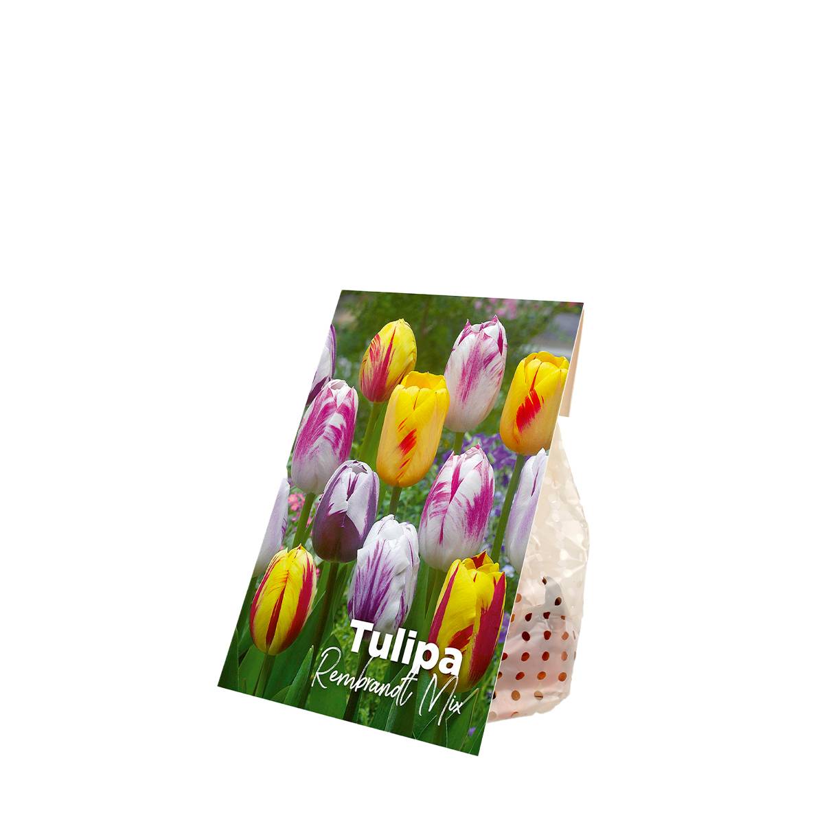Mélange de 20 - Tulipa Rembrandt Mix - Bulbes de tulipes - Bulbes à fleurs - Floraison printanière - Image 2
