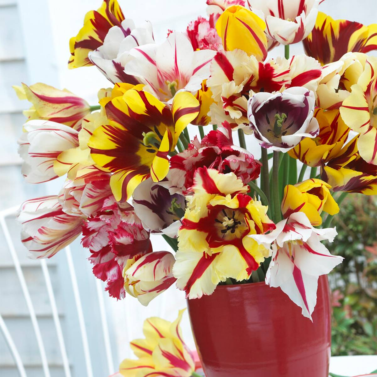 Mélange de 20 - Tulipa Rembrandt Mix - Bulbes de tulipes - Bulbes à fleurs - Floraison printanière - Image 5