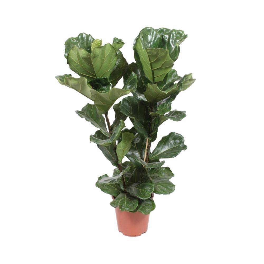 Ficus Lyrata 100cm - Plante d'intérieur- La Green Touch - Image 1