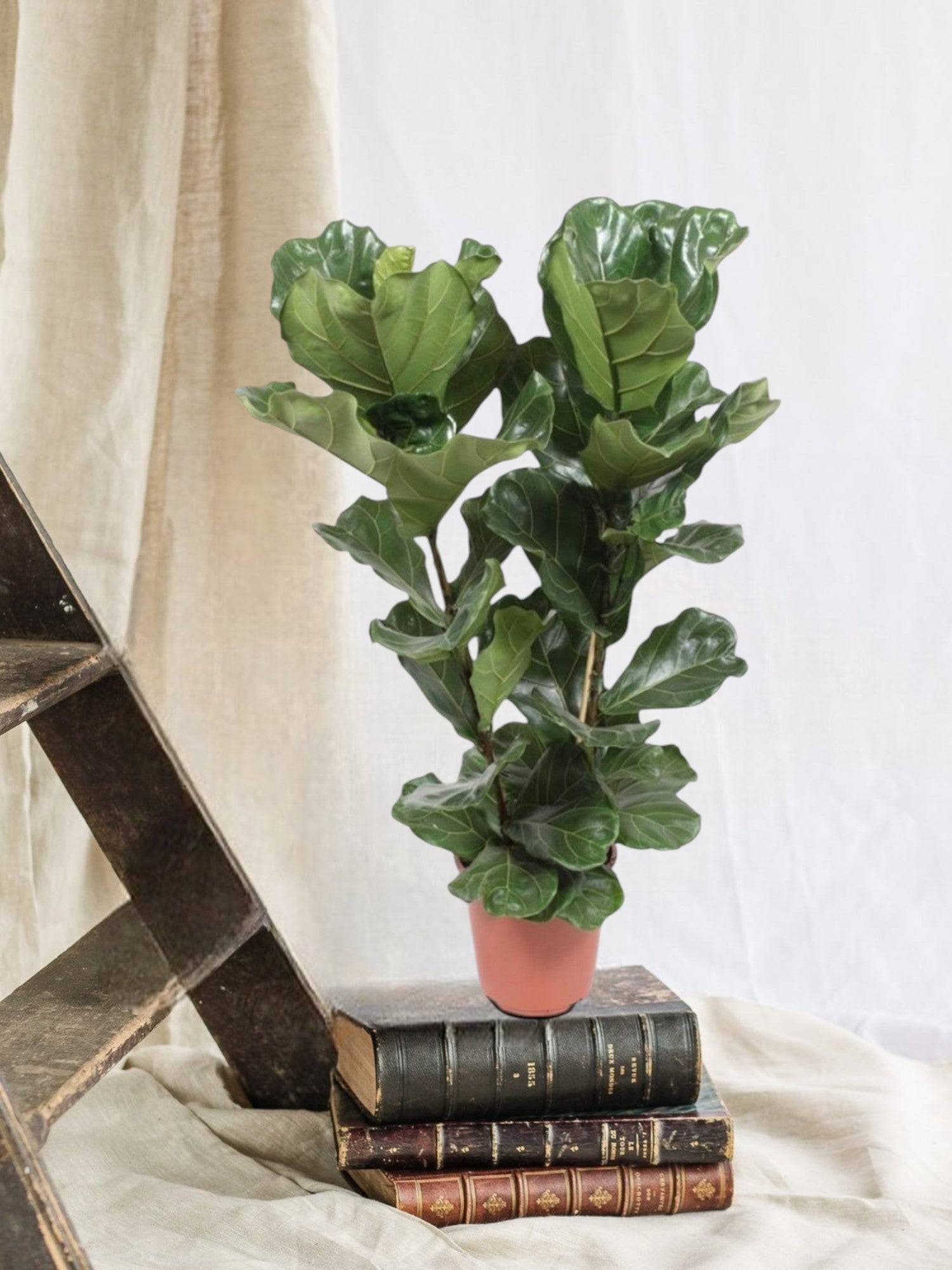 Ficus Lyrata 100cm - Plante d'intérieur- La Green Touch - Image 2