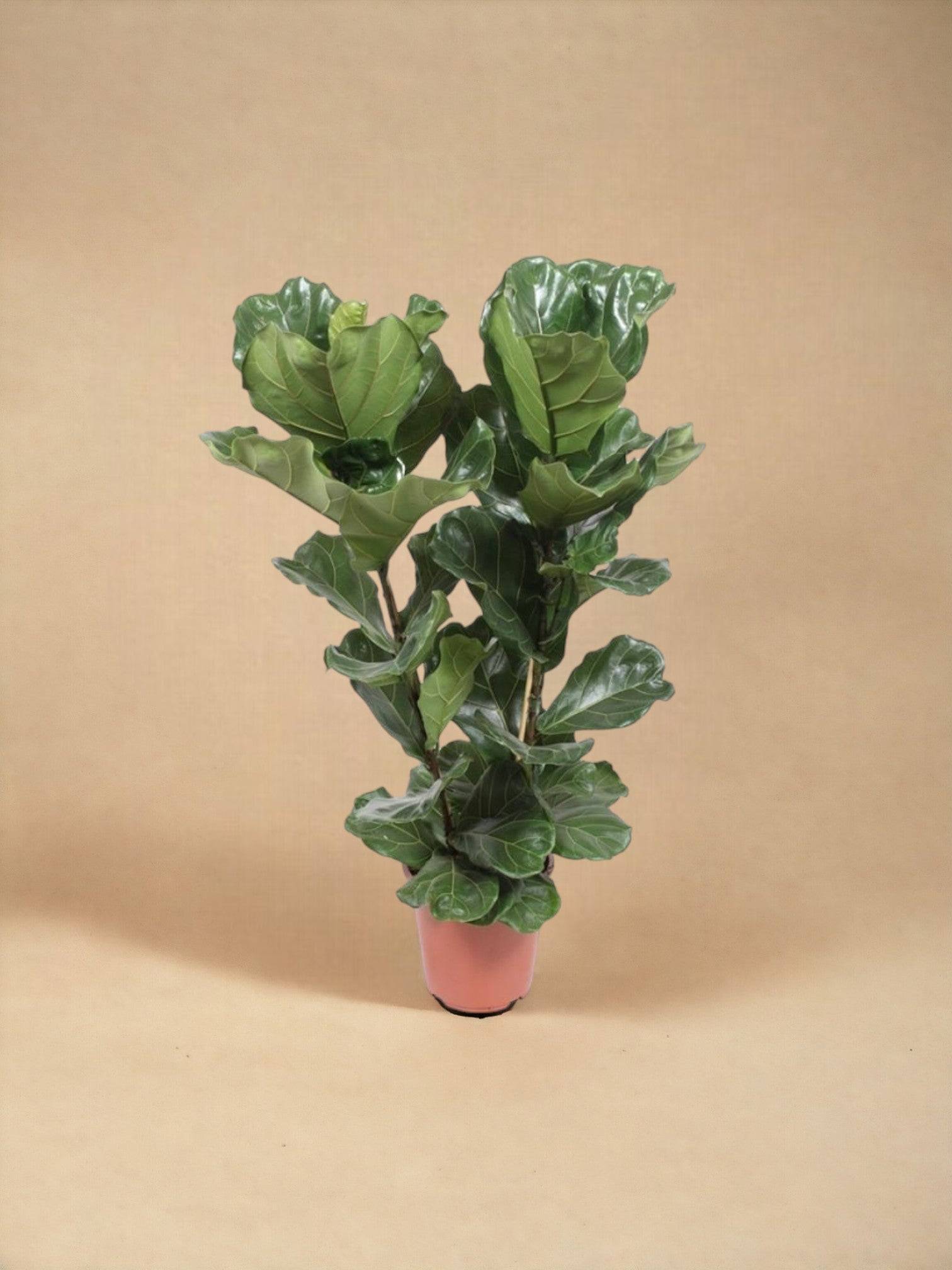 Ficus Lyrata 100cm - Plante d'intérieur- La Green Touch - Image 3