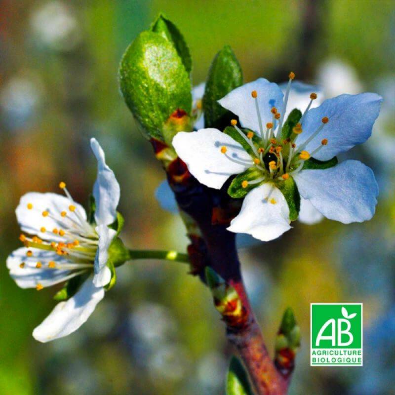 Prunier 'Mirabelle de Nancy' BIO (Prunus domestica 'Mirabelle de Nancy') - Scion de 100cm - Pépinières Naudet - Imagen 2