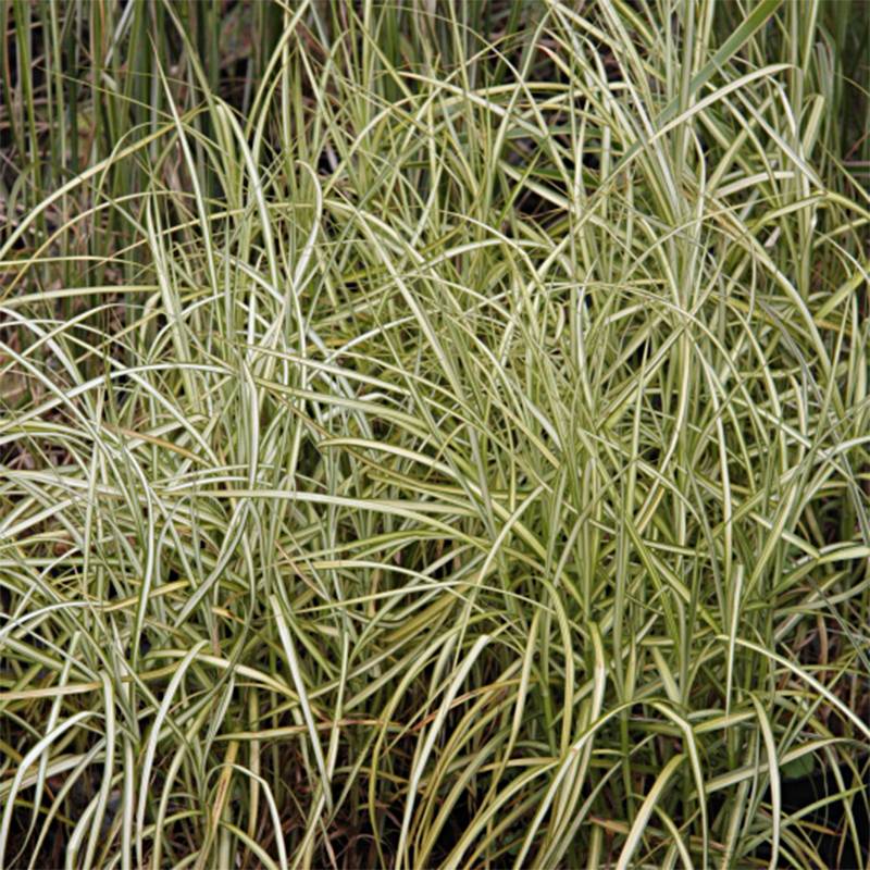 Carex muskingumensis Silberstreif - Laîche d'Amérique Godet de 8/9 cm