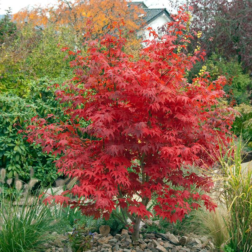 Érable du Japon - Acer palmatum Osakazuki Pot de 3L/4L - Image 1